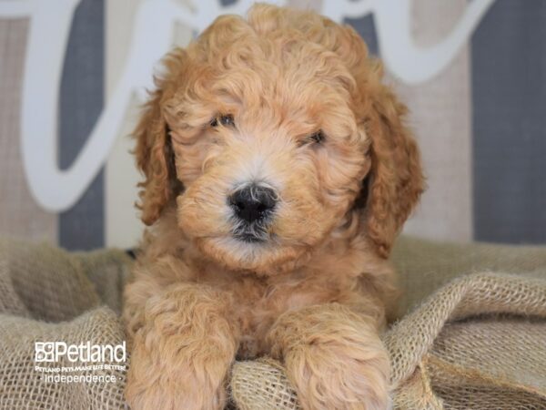 Miniature Goldendoodle DOG Male Red and White 3292 Petland Independence, Missouri