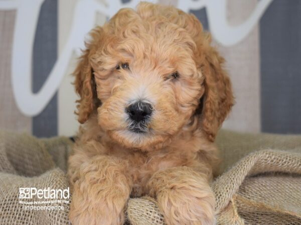 Miniature Goldendoodle-DOG-Male-Red and White-3292-Petland Independence, Missouri