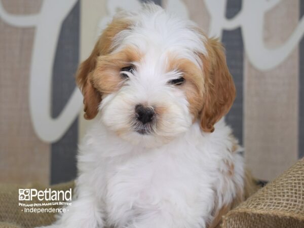 Miniature Goldendoodle-DOG-Female-Red and White-3294-Petland Independence, Missouri