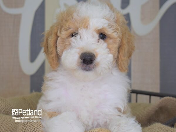 Miniature Goldendoodle-DOG-Female-Red and White-3296-Petland Independence & Lee's Summit, MO
