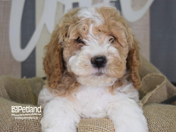 Miniature Goldendoodle-DOG-Female-Red and White-3297-Petland Independence & Lee's Summit, MO