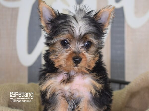 Yorkshire Terrier-DOG-Male-Black and Tan-3295-Petland Independence, Missouri