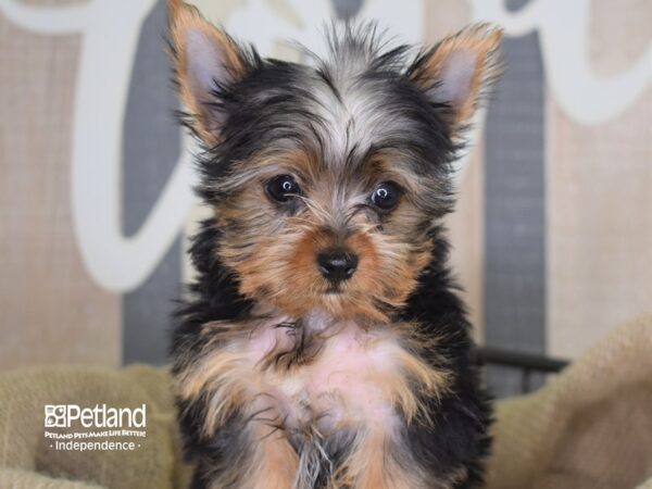 Yorkshire Terrier DOG Male Black and Tan 3295 Petland Independence, Missouri