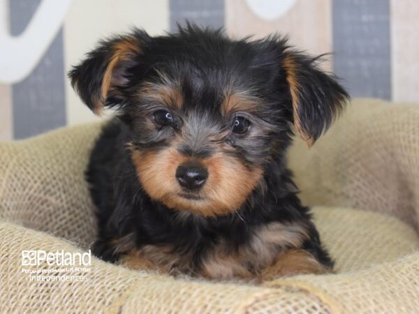 Yorkshire Terrier DOG Male Black and Tan 3282 Petland Independence, Missouri