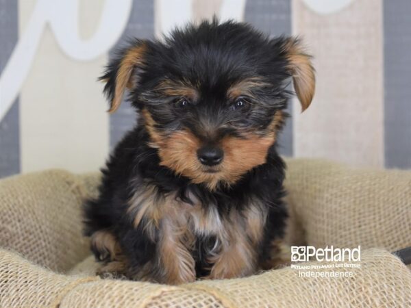 Yorkshire Terrier DOG Male Black and Tan 3283 Petland Independence, Missouri
