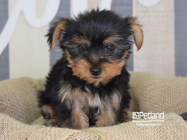 Yorkshire Terrier-DOG-Male-Black and Tan-3283-Petland Independence & Lee's Summit, MO