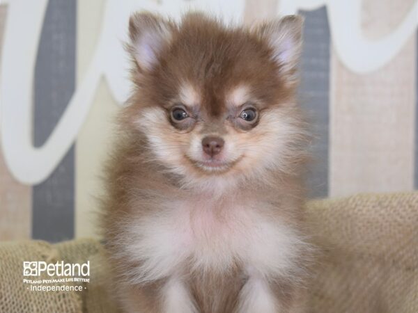 Pomeranian-DOG-Female-Chocolate and Tan-3299-Petland Independence, Missouri