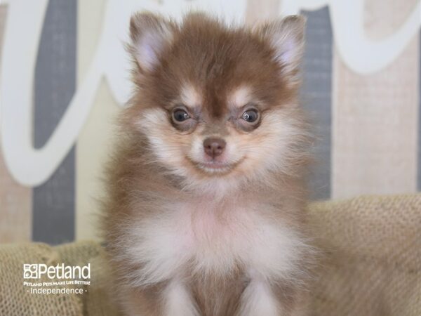 Pomeranian DOG Female Chocolate and Tan 3299 Petland Independence, Missouri