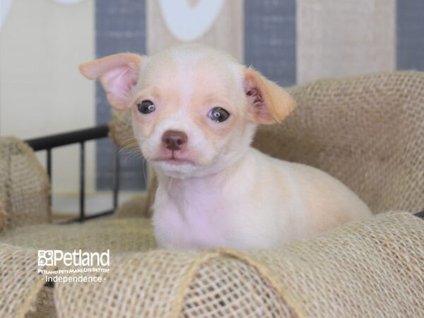 Chihuahua DOG Female Fawn and White 3300 Petland Independence, Missouri