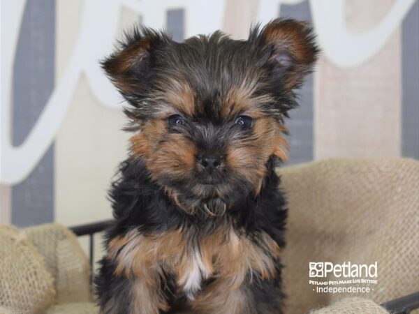 Yorkshire Terrier DOG Female Black and Tan 3303 Petland Independence, Missouri