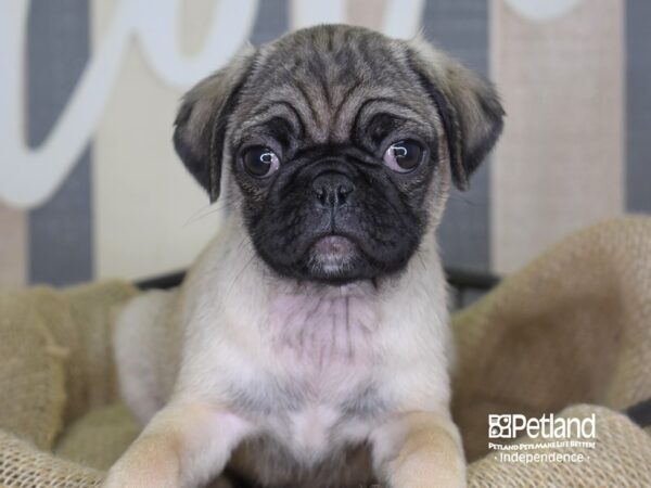 Pug DOG Female Fawn 3302 Petland Independence, Missouri