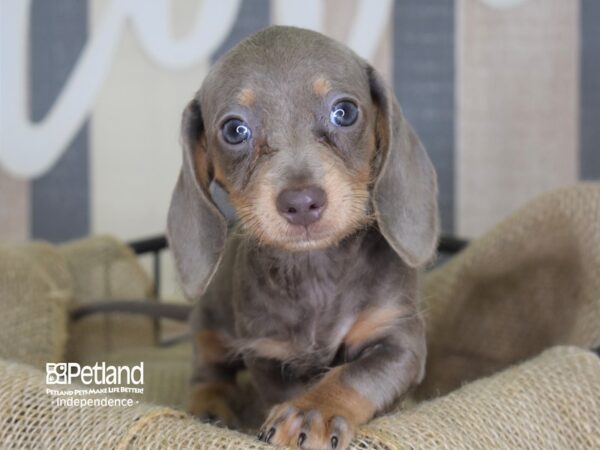 Dachshund-DOG-Female-Fawn Isabella and Tan-3301-Petland Independence, Missouri