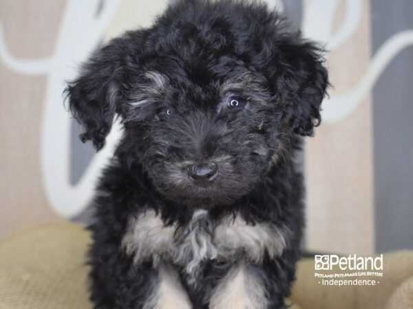 Toy Poodle DOG Male Black and Tan 3298 Petland Independence, Missouri