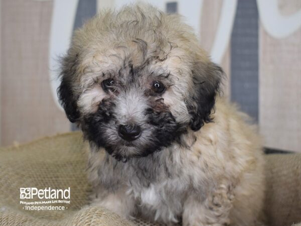 Toy Poodle DOG Male Silver Beige 3293 Petland Independence, Missouri