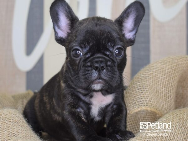 French Bulldog DOG Female Black 3286 Petland Independence, Missouri