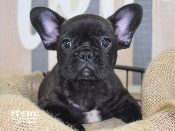 French Bulldog-DOG-Male-Black-3281-Petland Independence & Lee's Summit, MO
