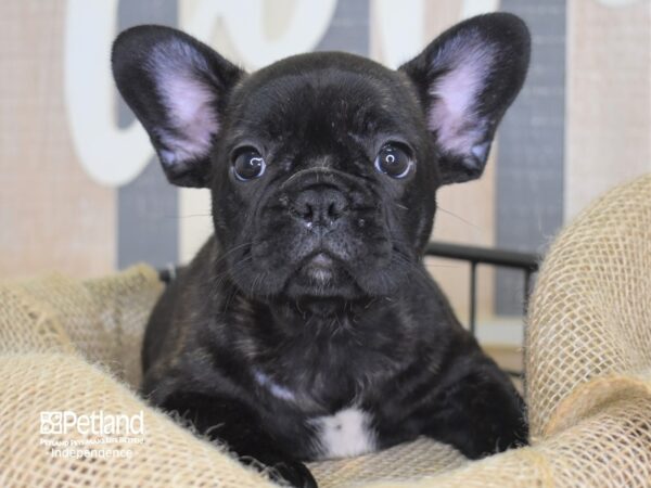 French Bulldog DOG Male Black 3281 Petland Independence, Missouri