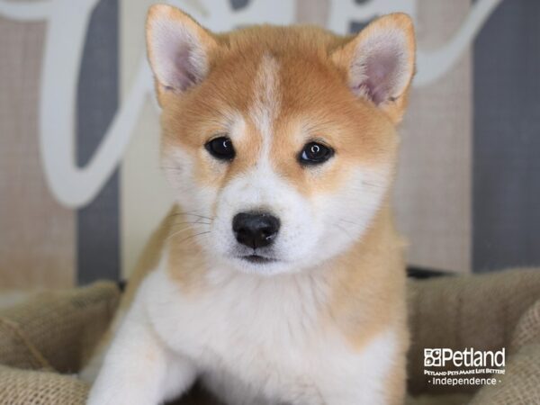 Shiba Inu-DOG-Male-Red Sesame-3275-Petland Independence, Missouri