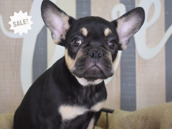 French Bulldog DOG Male Black & Tan 3180 Petland Independence, Missouri