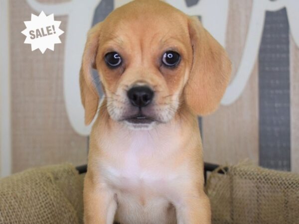 Puggle-DOG-Female-Fawn-3190-Petland Independence & Lee's Summit, MO