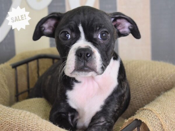 Boggle-DOG-Male-Black Brindle and White-3193-Petland Independence & Lee's Summit, MO