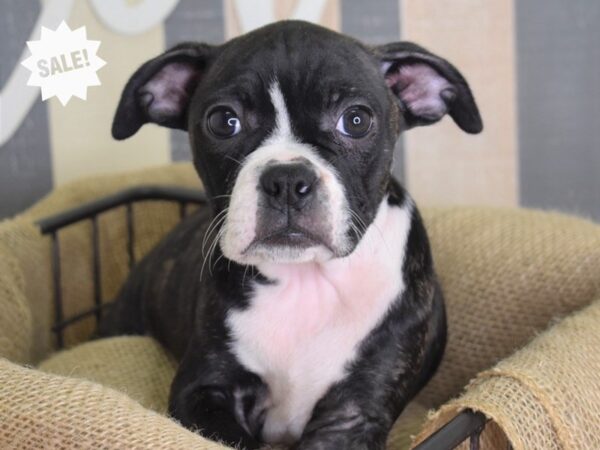 Boggle DOG Male Black Brindle and White 3193 Petland Independence, Missouri