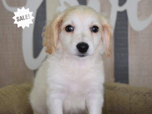 Bichonpoo-DOG-Female-Cream-3192-Petland Independence & Lee's Summit, MO