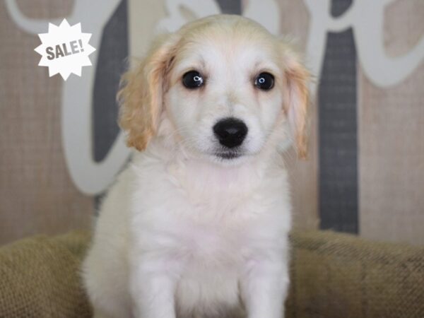 Bichonpoo DOG Female Cream 3192 Petland Independence, Missouri