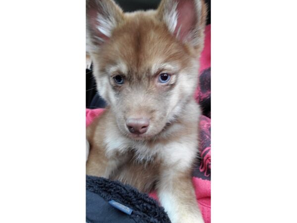 Pomsky-DOG-Female--3209-Petland Independence, Missouri