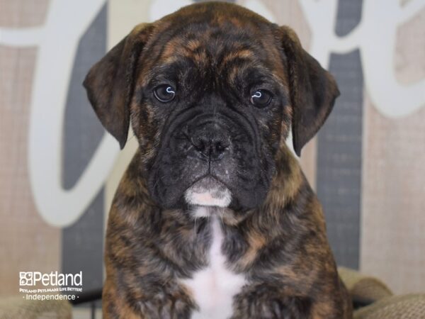 Olde English Bulldogge-DOG-Male-Brindle & White-3305-Petland Independence, Missouri