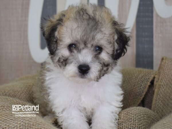 Bichon Poo DOG Male Sable and White 3311 Petland Independence, Missouri