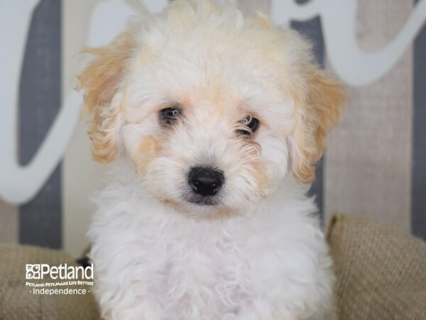 Bichon Poo DOG Female Cream 3312 Petland Independence, Missouri