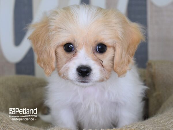 Cavachon-DOG-Male-Tan & White-3313-Petland Independence, Missouri