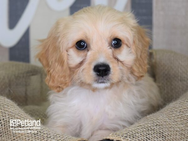 Cavachon DOG Female Tan 3314 Petland Independence, Missouri