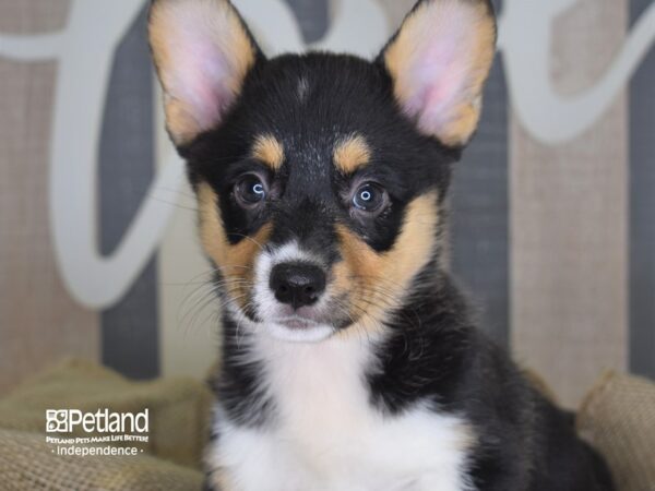 Pembroke Welsh Corgi-DOG-Female-Black and Tan-3309-Petland Independence, Missouri