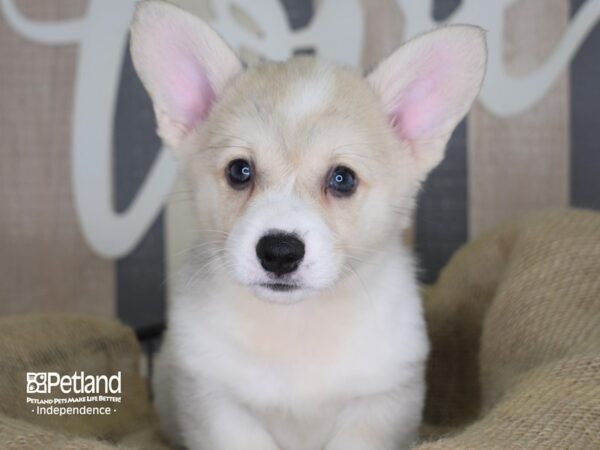 Pembroke Welsh Corgi-DOG-Male-Fawn-3306-Petland Independence, Missouri