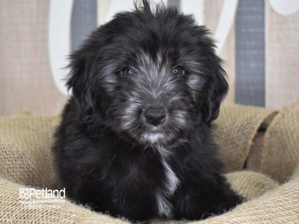 Miniature Aussiedoodle-DOG-Female-Black-3317-Petland Independence, Missouri
