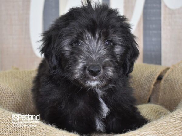 Miniature Aussiedoodle DOG Female Black 3317 Petland Independence, Missouri