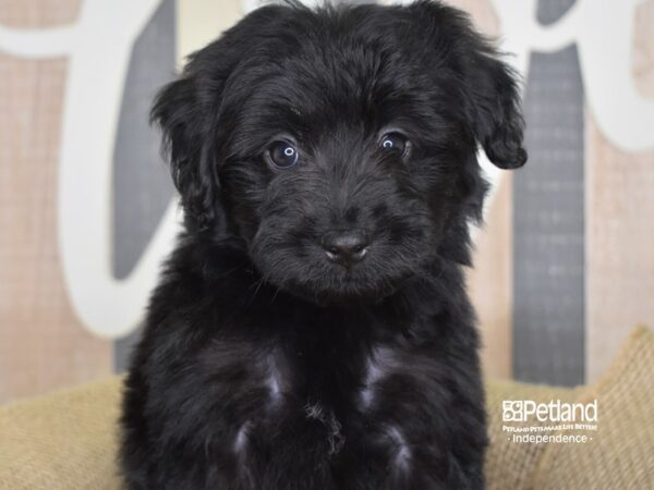 Miniature Aussiedoodle DOG Male Black 3316 Petland Independence, Missouri