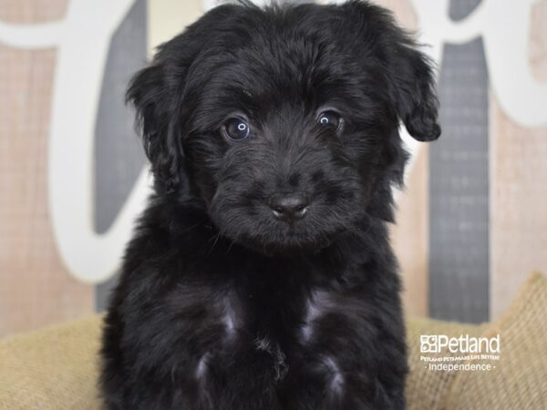 Miniature Aussiedoodle-DOG-Male-Black-3316-Petland Independence & Lee's Summit, MO