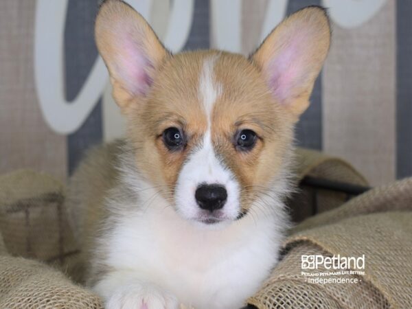 Pembroke Welsh Corgi DOG Female Sable 3307 Petland Independence, Missouri