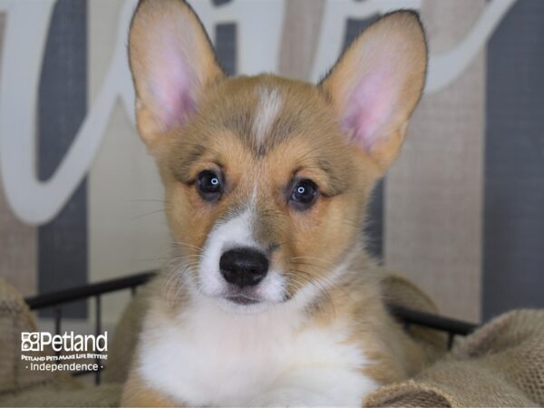 Pembroke Welsh Corgi DOG Male Sable 3308 Petland Independence, Missouri