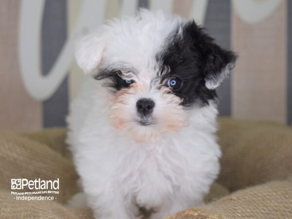 Malti Poo-DOG-Female-Black and White-3285-Petland Independence, Missouri