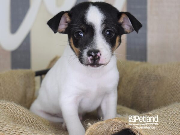 Jack Chi DOG Male Black & White 3320 Petland Independence, Missouri