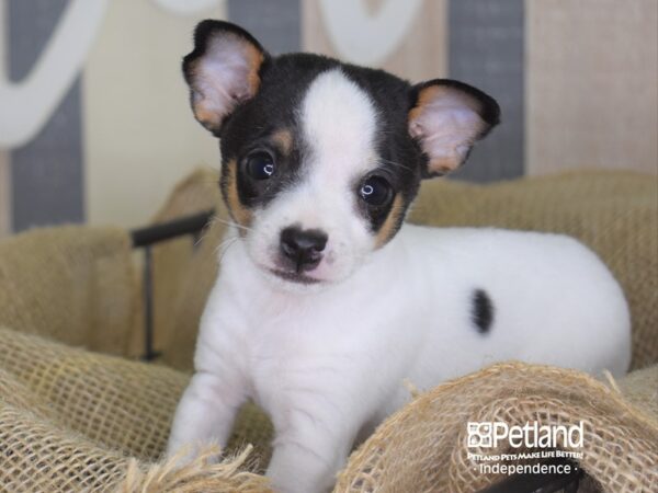 Jack Chi-DOG-Male-Black & White-3319-Petland Independence & Lee's Summit, MO