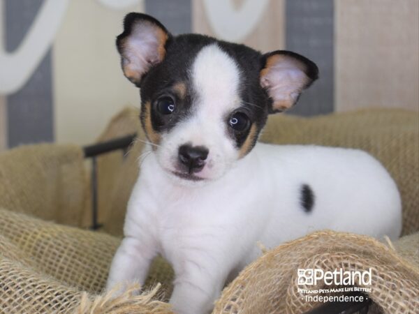 Jack Chi DOG Male Black & White 3319 Petland Independence, Missouri