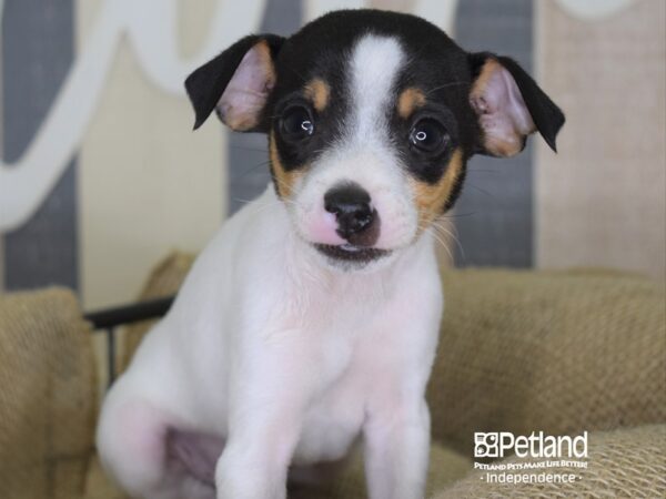 Jack Chi-DOG-Male-Black & White-3318-Petland Independence & Lee's Summit, MO