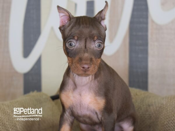 Miniature Pinscher DOG Male Chocolate 3325 Petland Independence, Missouri