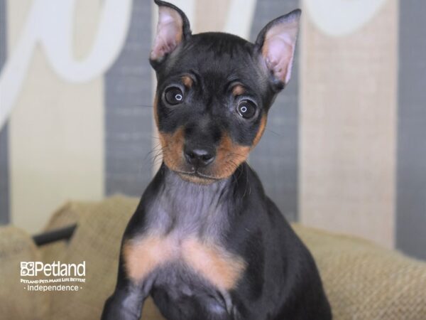 Miniature Pinscher-DOG-Male-Black and Rust-3324-Petland Independence & Lee's Summit, MO