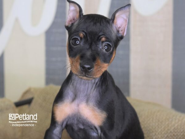 Miniature Pinscher-DOG-Male-Black and Rust-3324-Petland Independence, Missouri